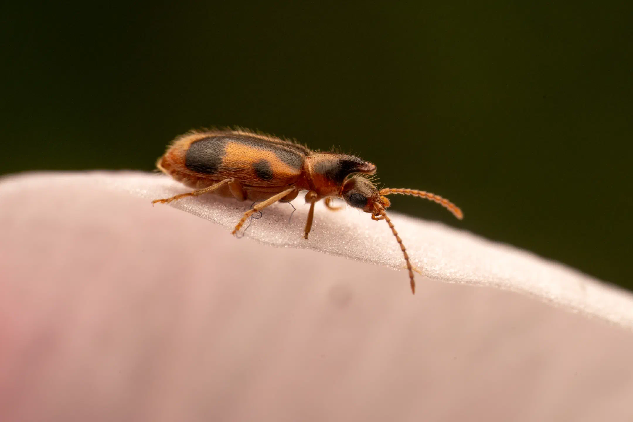 monoceros beetle | monoceros beetle