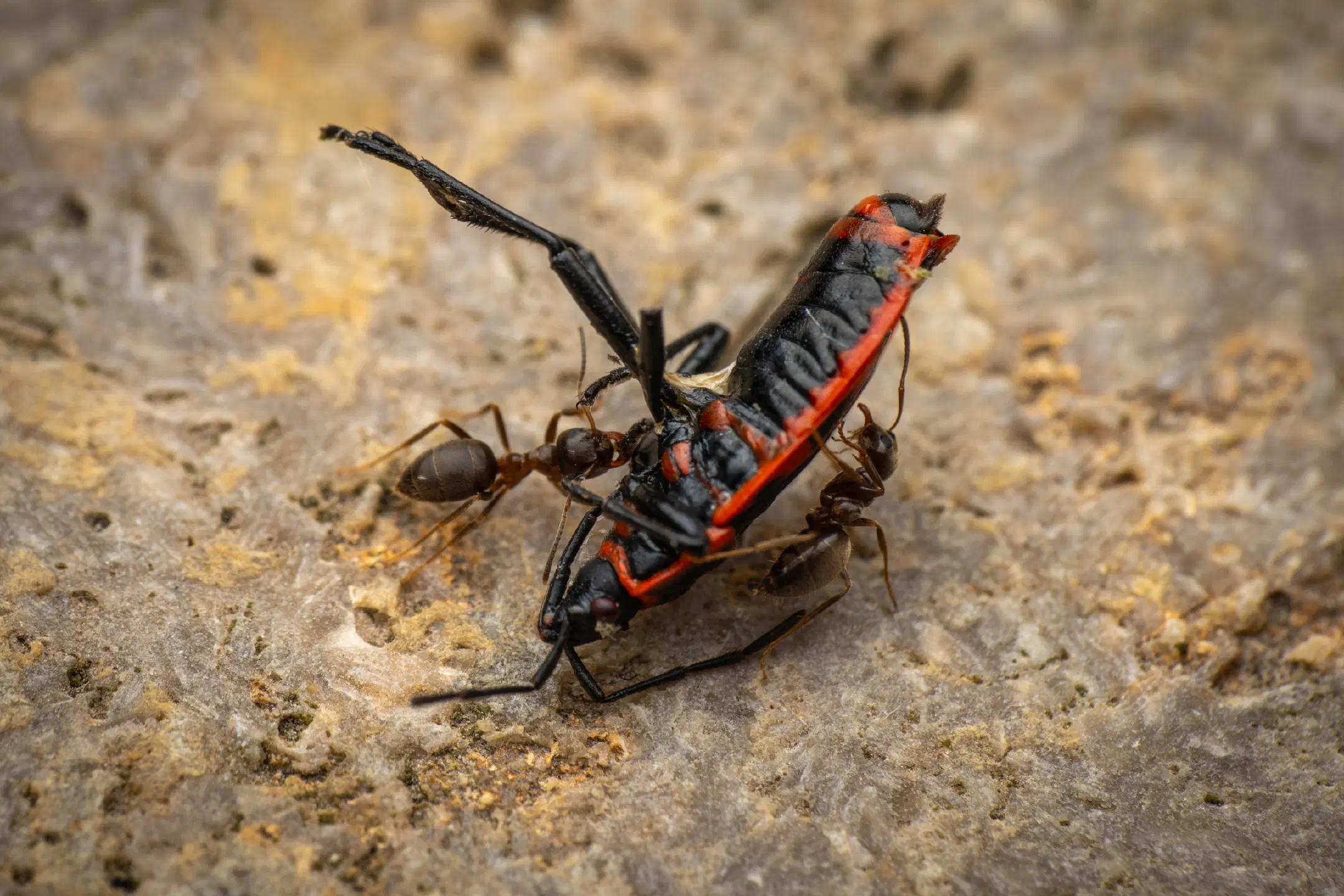 European Firebug | European Firebug