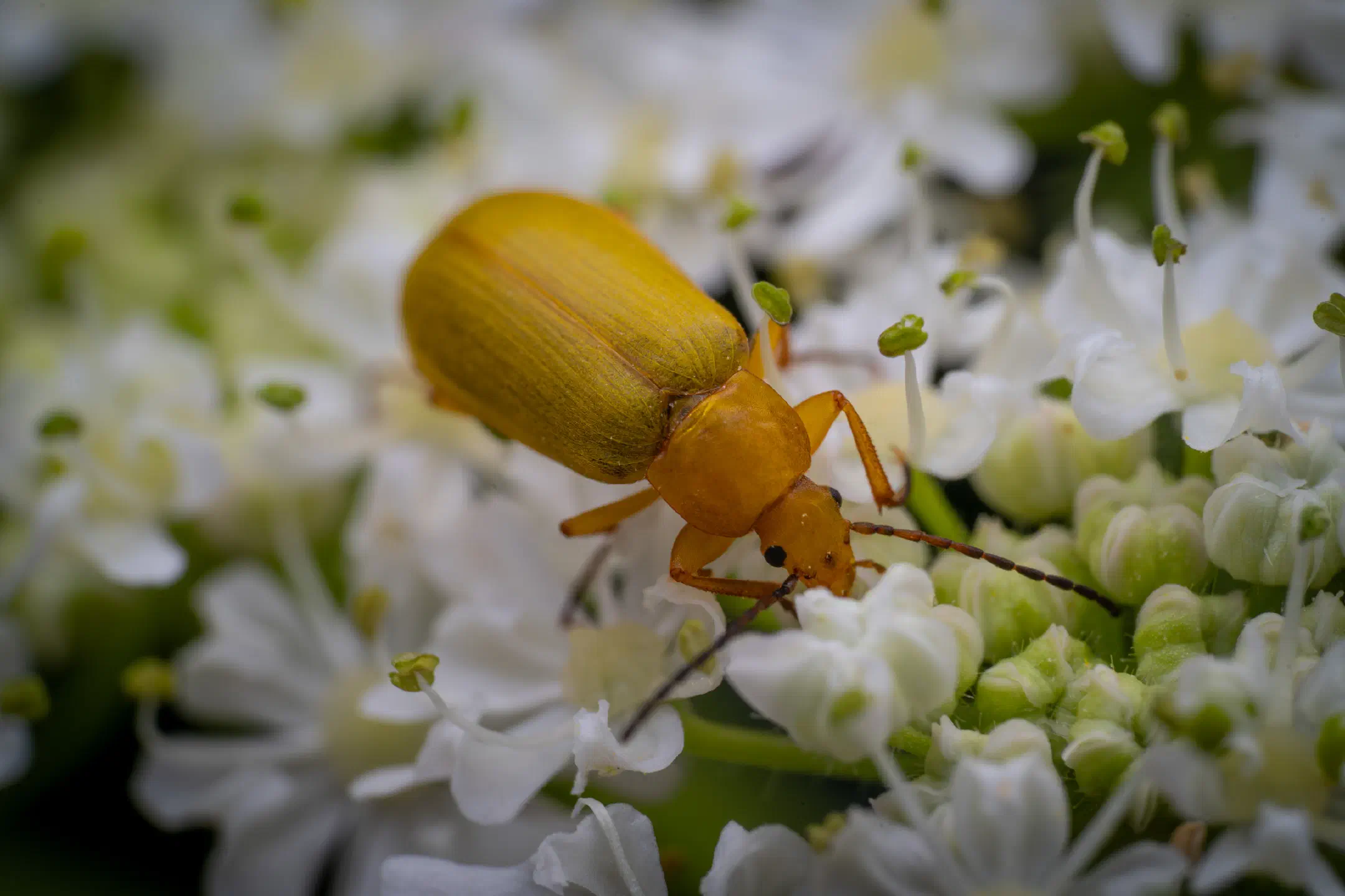 Sulphur Beetle | Sulphur Beetle