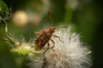 knapweed rhopalid