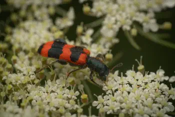 Bee-eating Beetle