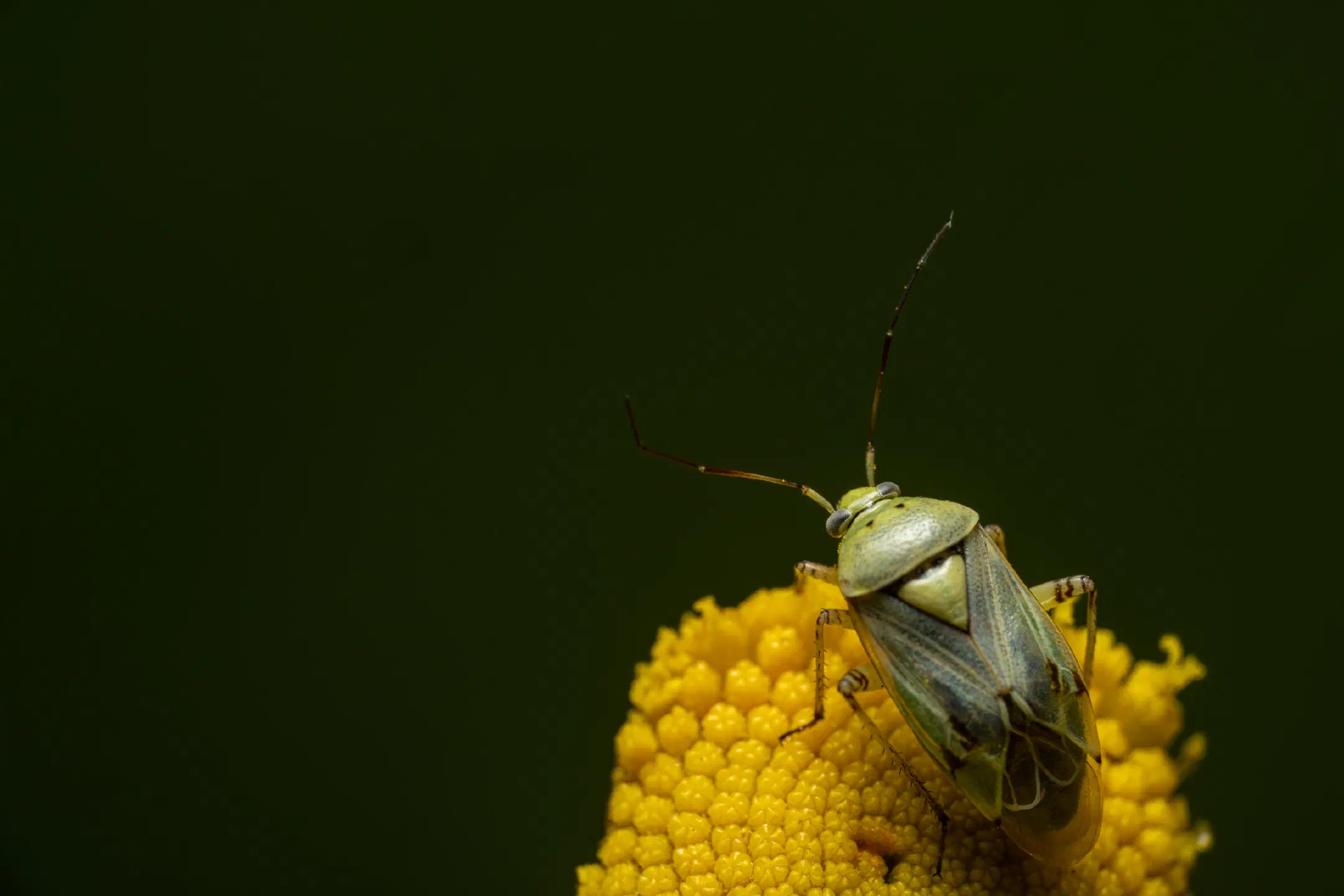 Apolygus lucorum | Apolygus lucorum