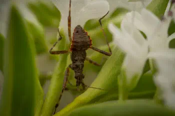 Ant Damselbug