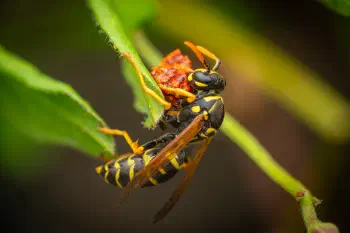 European Paper Wasp