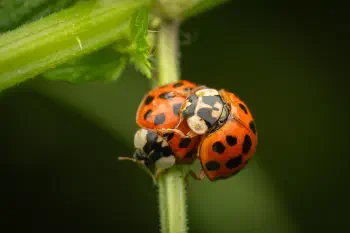 Asian Lady Beetle