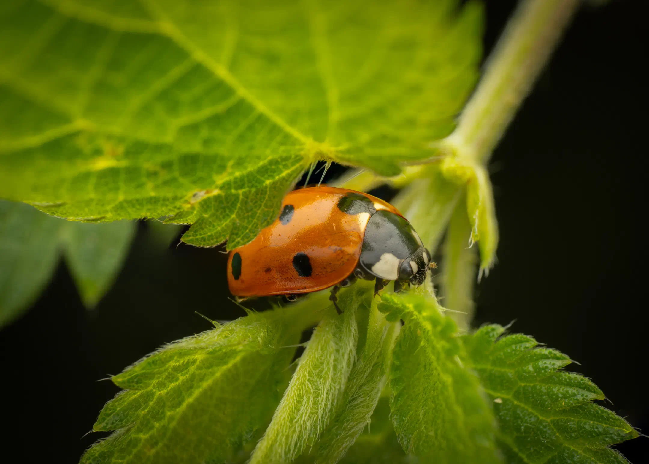 Seven-spotted Lady Beetle | Seven-spotted Lady Beetle