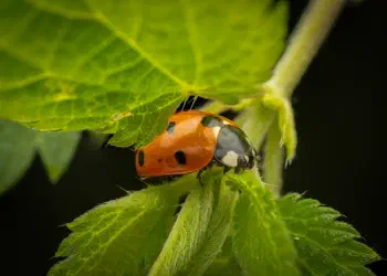 Seven-spotted Lady Beetle