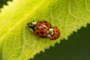 Asian Lady Beetle