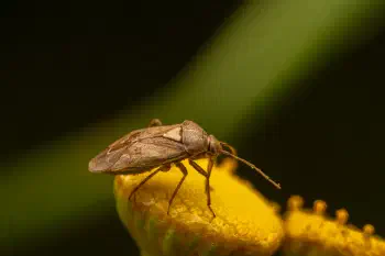 European Tarnished Plant Bug