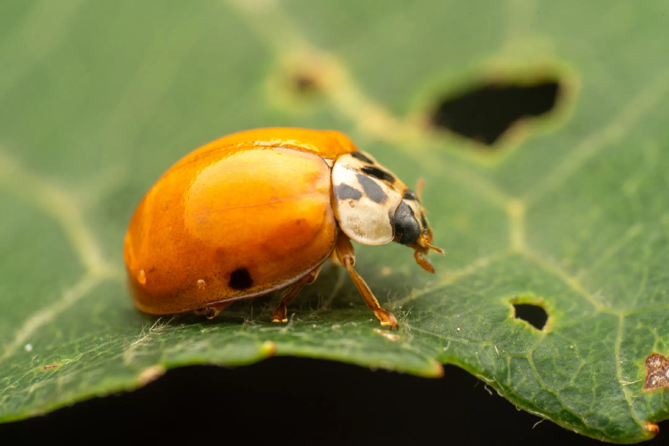 Asian Lady Beetle | Asian Lady Beetle