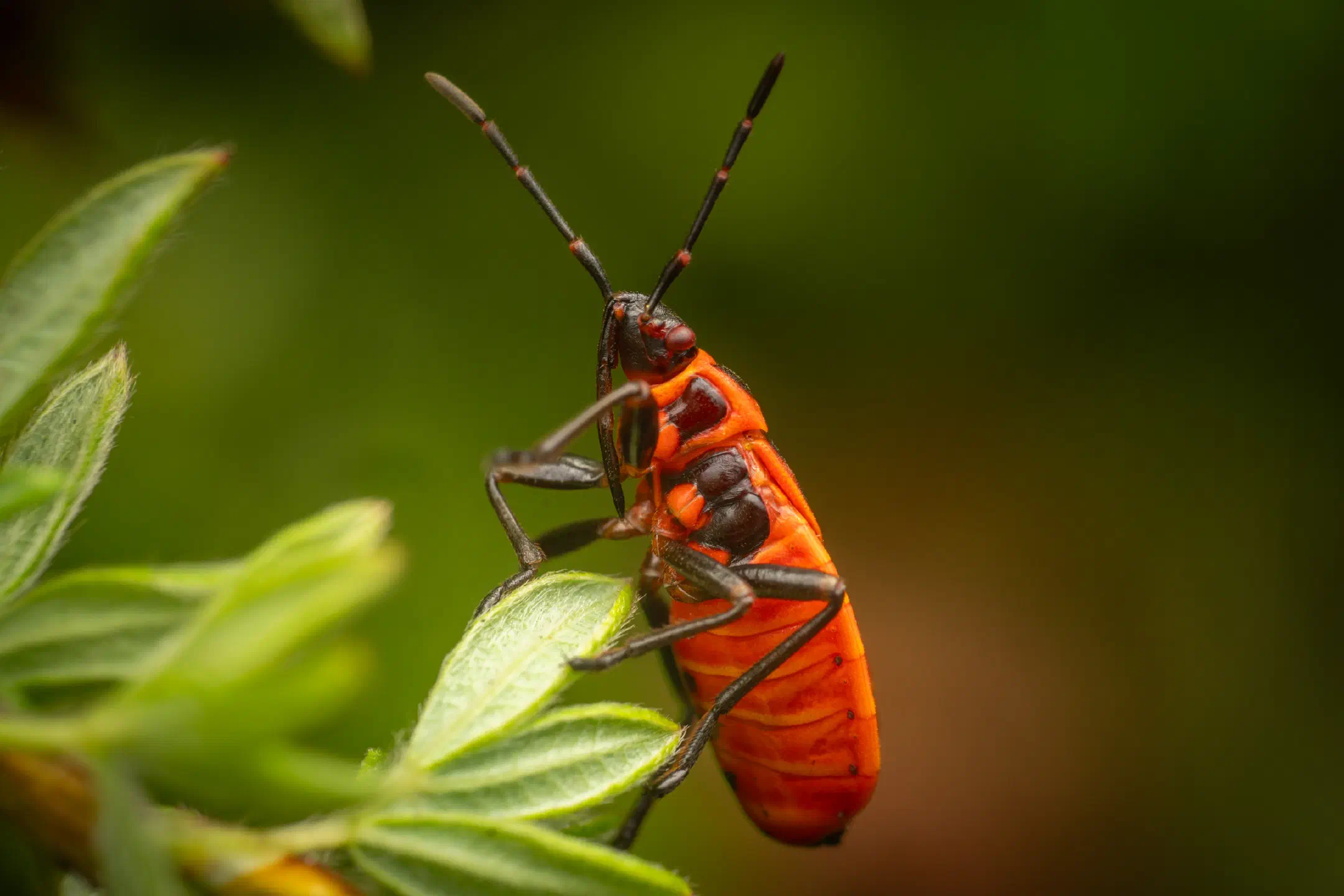 European Firebug | European Firebug