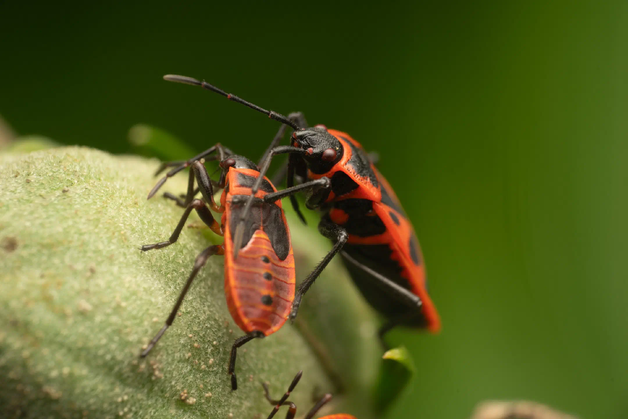 European Firebug | European Firebug