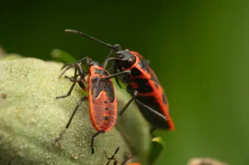 European Firebug