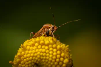 European Tarnished Plant Bug