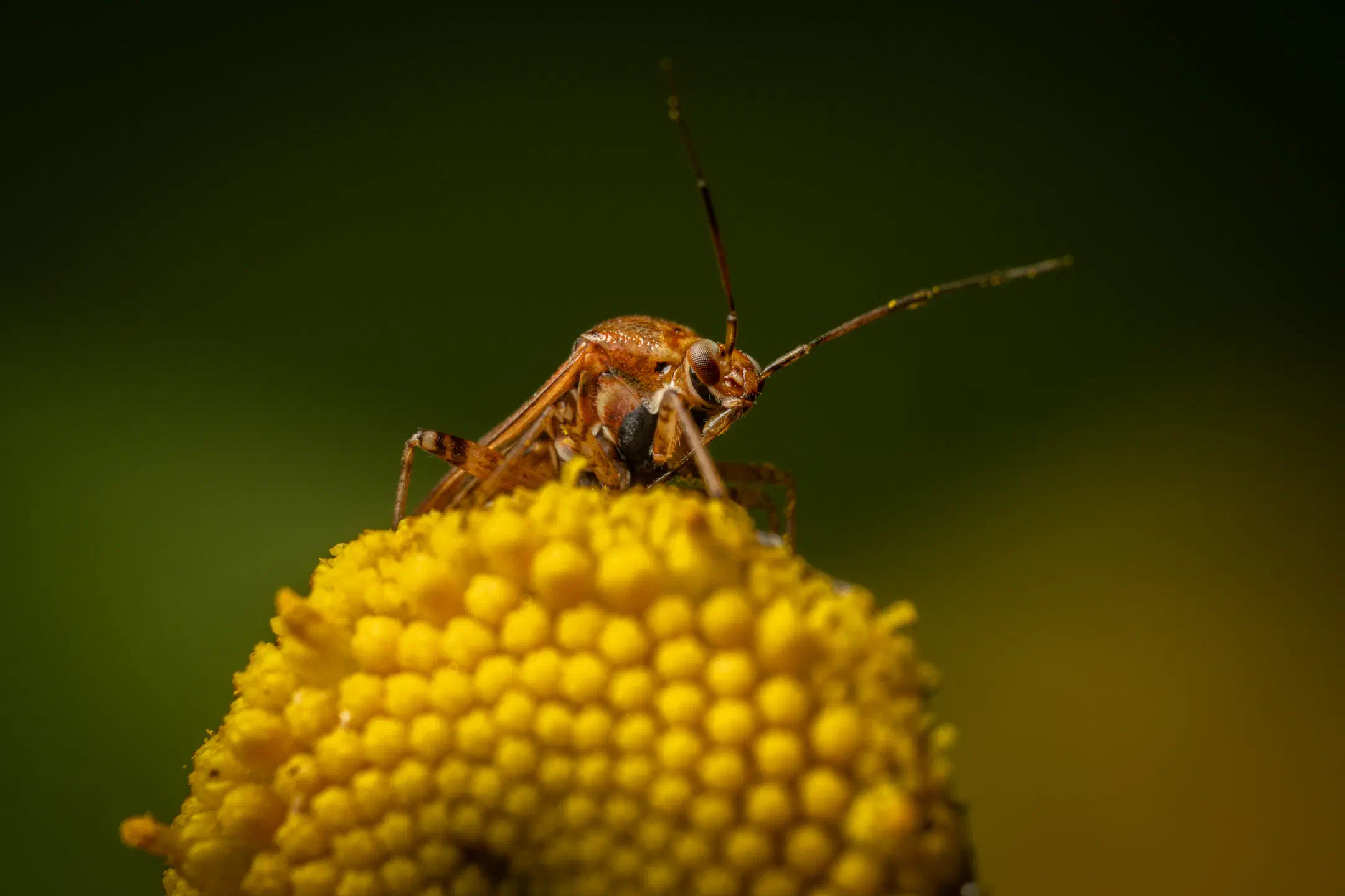 European Tarnished Plant Bug | European Tarnished Plant Bug