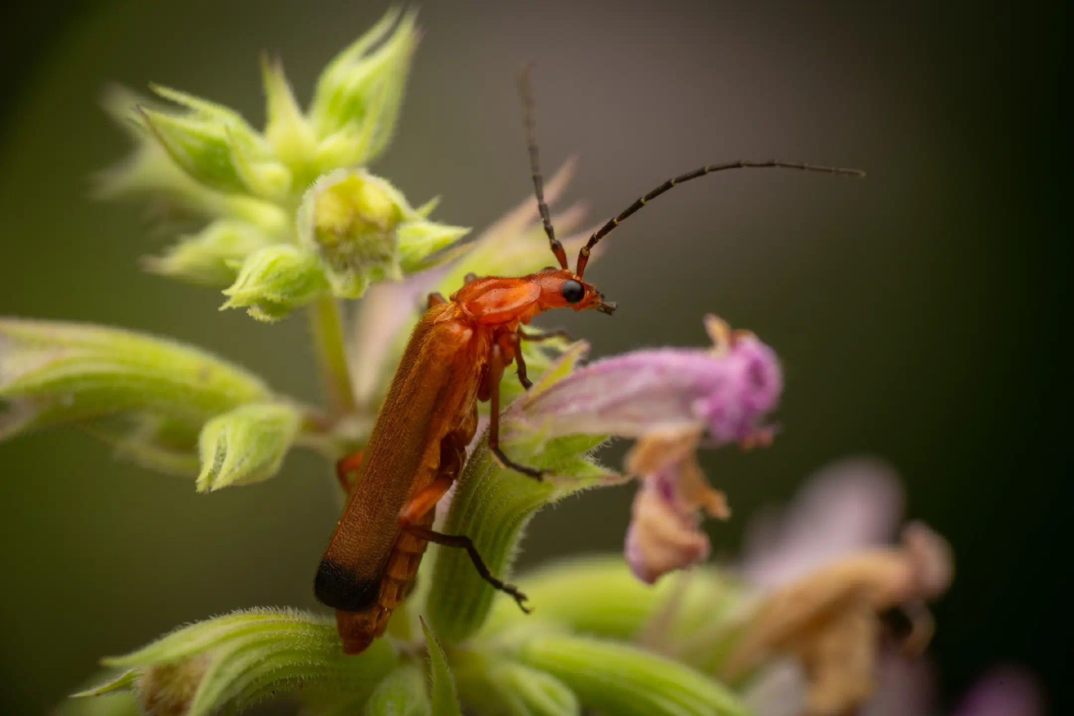 Common Red Soldier Beetle | Common Red Soldier Beetle