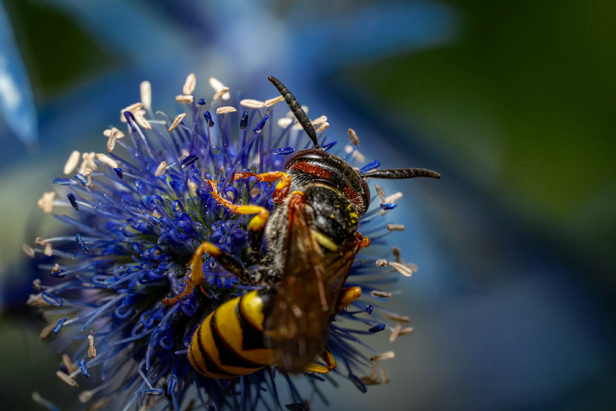 European beewolf | European beewolf