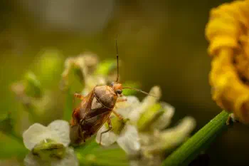 Lygus pratensis