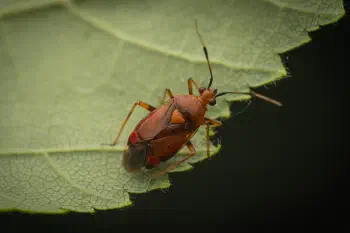Red-spotted Plant Bug