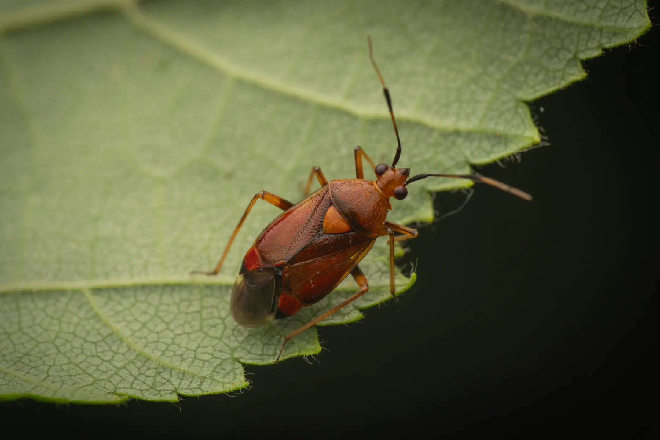 Red-spotted Plant Bug | Red-spotted Plant Bug