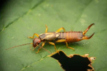 European Earwig