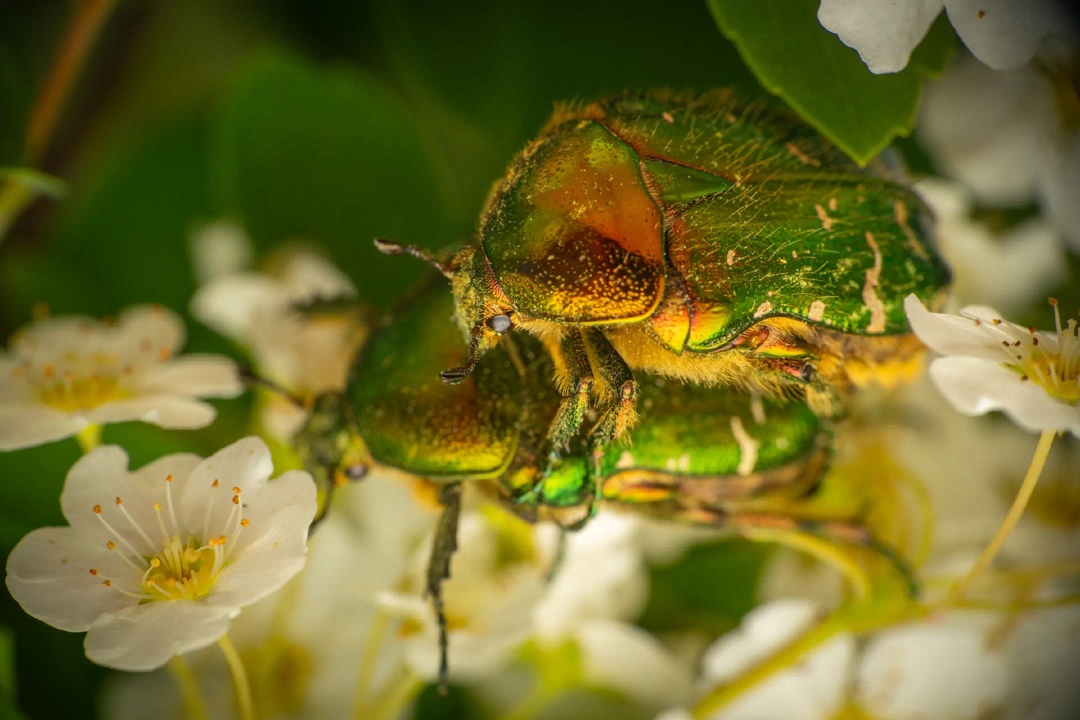 European Rose Chafer | European Rose Chafer