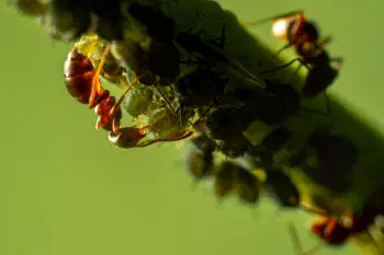 Aphidoidea