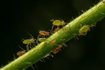 Aphidoidea