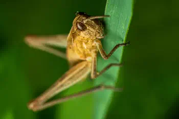 Locomotive Grasshopper