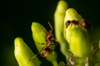Aphidoidea