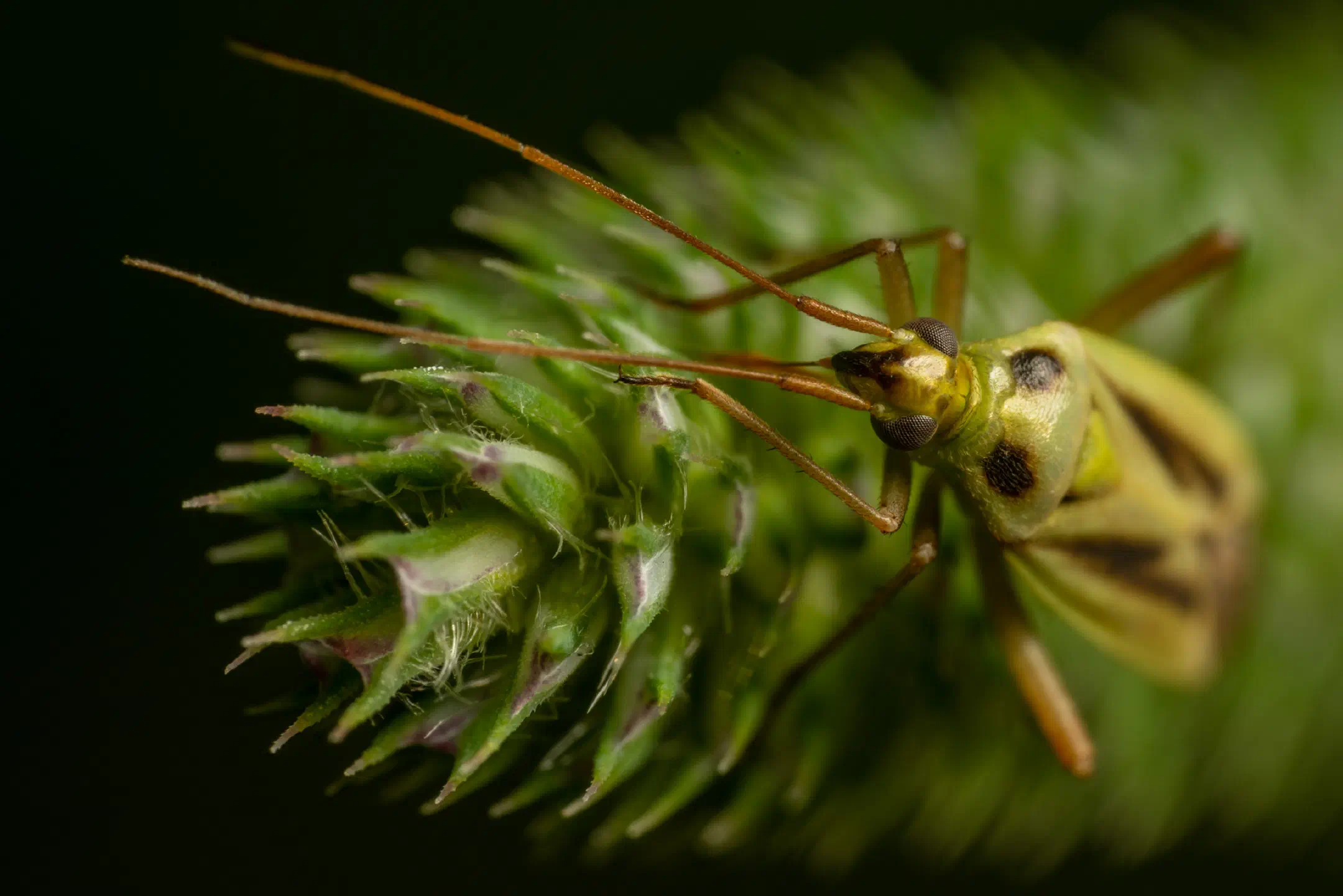 Two-spotted Grass Bug | Two-spotted Grass Bug