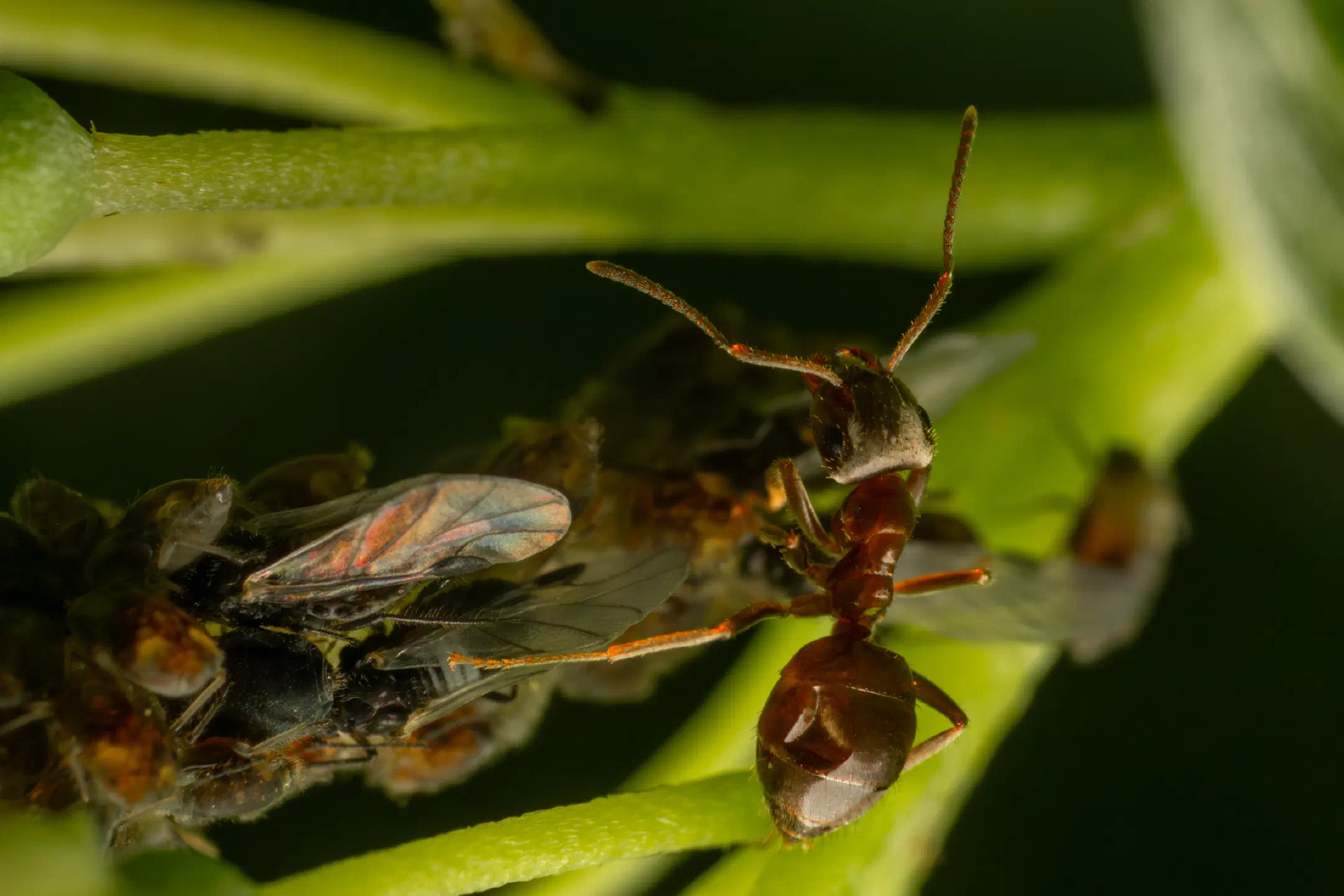 Aphidoidea | Aphidoidea