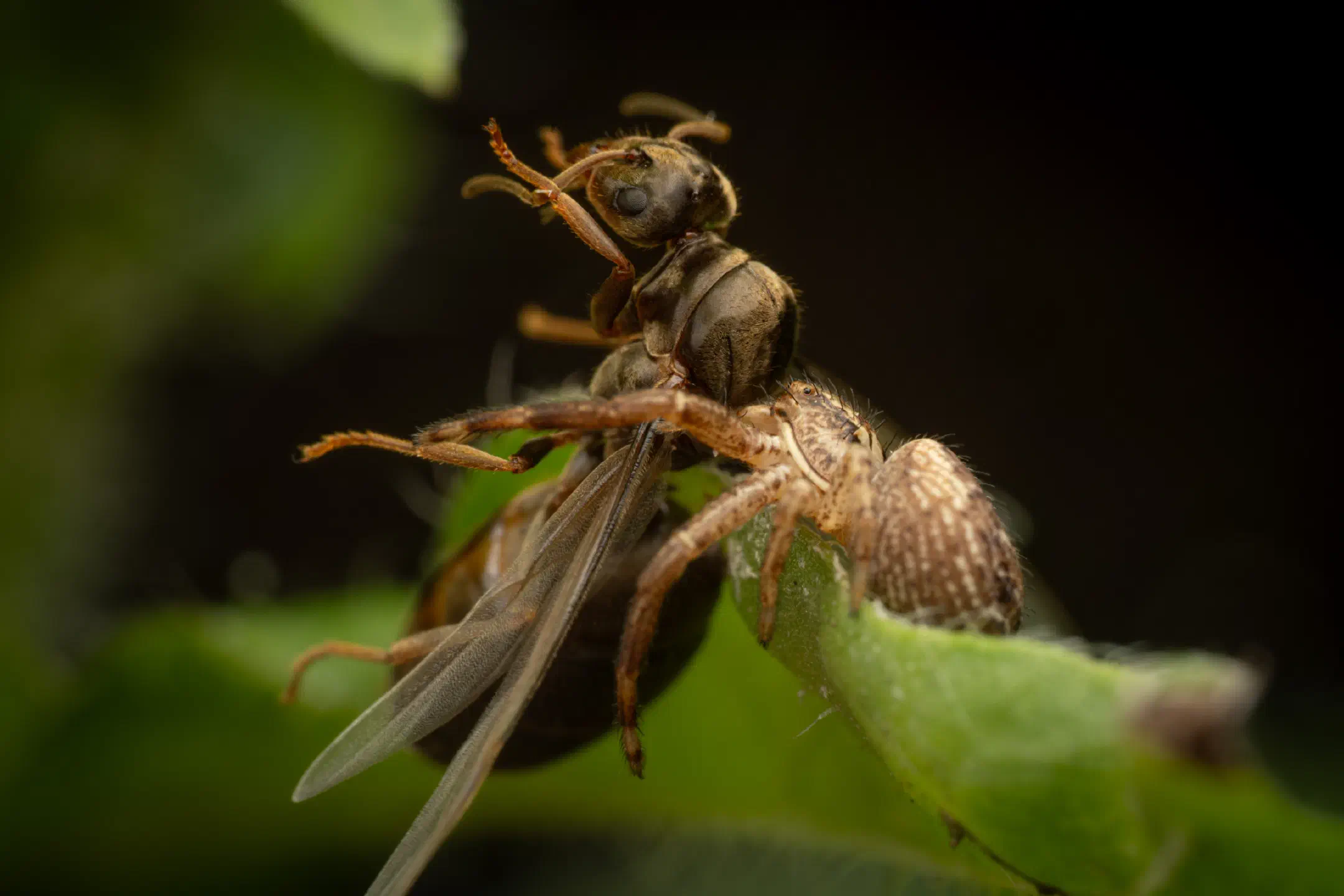 Xysticus kochi | Xysticus kochi