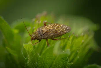 Lygus pratensis