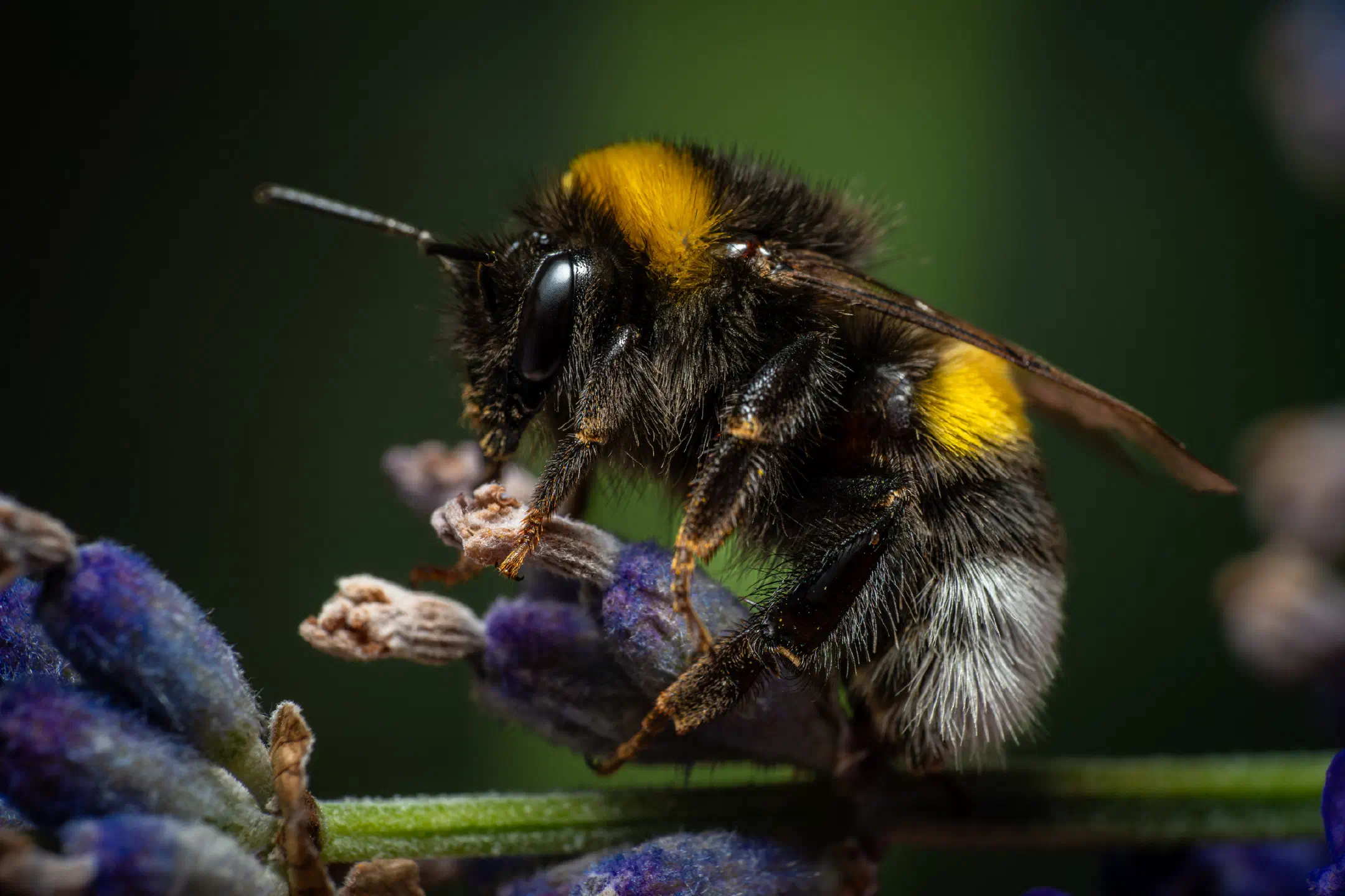 Garden Bumble Bee | Garden Bumble Bee