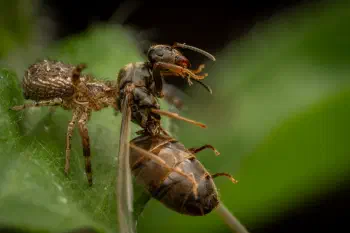 Xysticus kochi