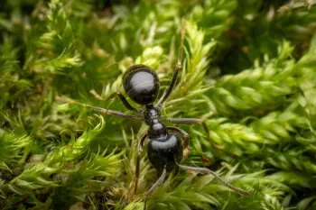 Black Garden Ant