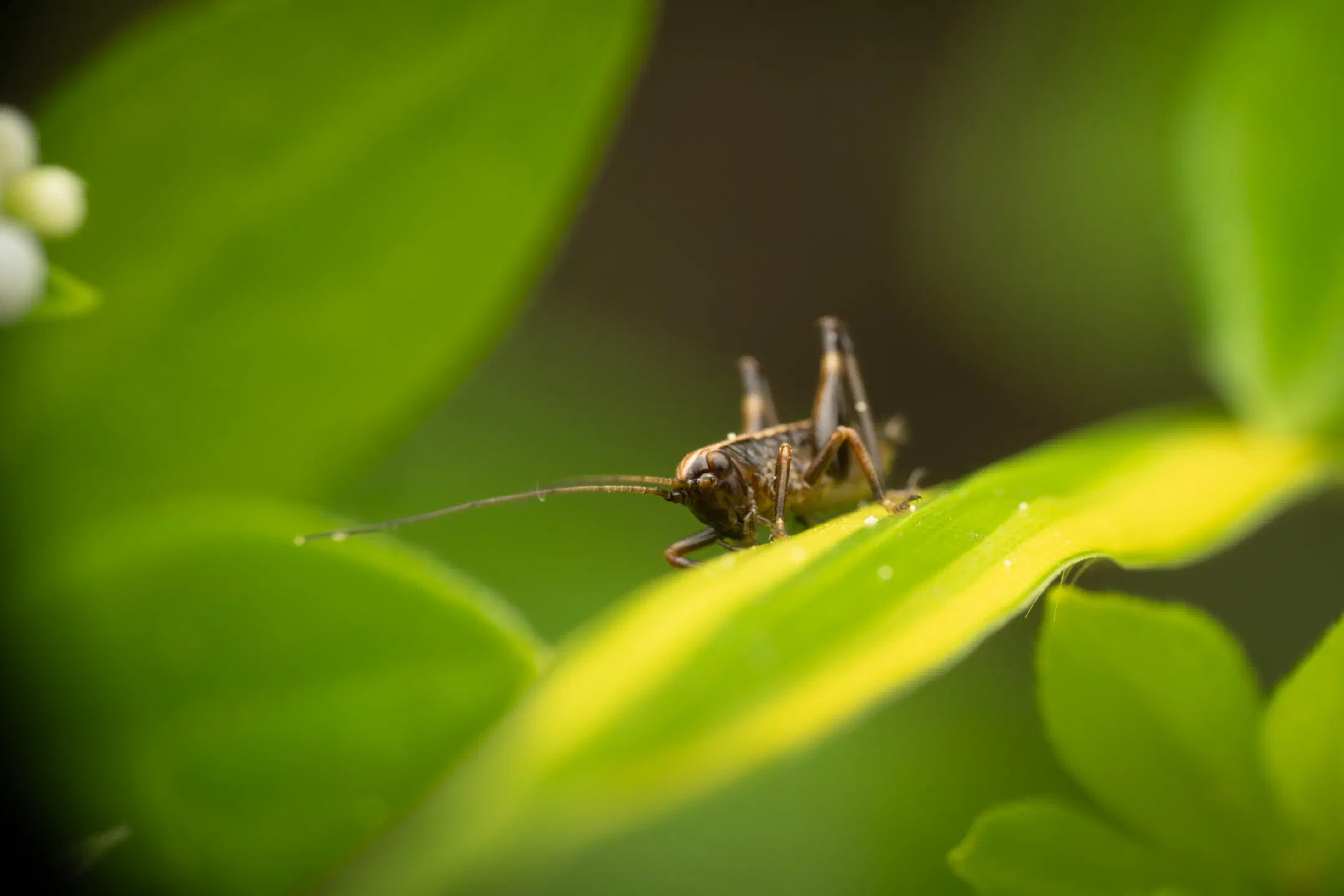 Dark Bush-cricket | Dark Bush-cricket