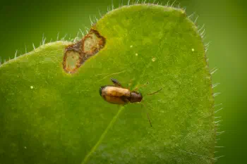 Luperaltica
