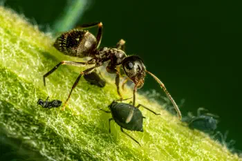 Aphidoidea