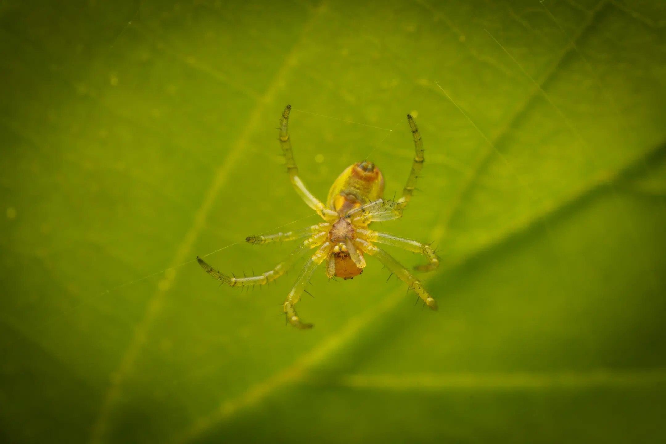 Cucumber Green Spider | Cucumber Green Spider