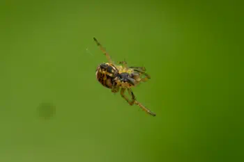 Cricket-bat Orbweaver