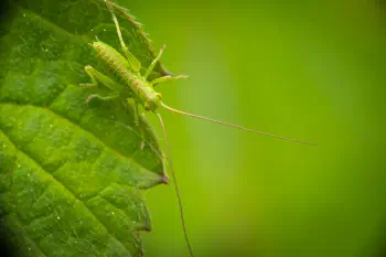 Tettigonia
