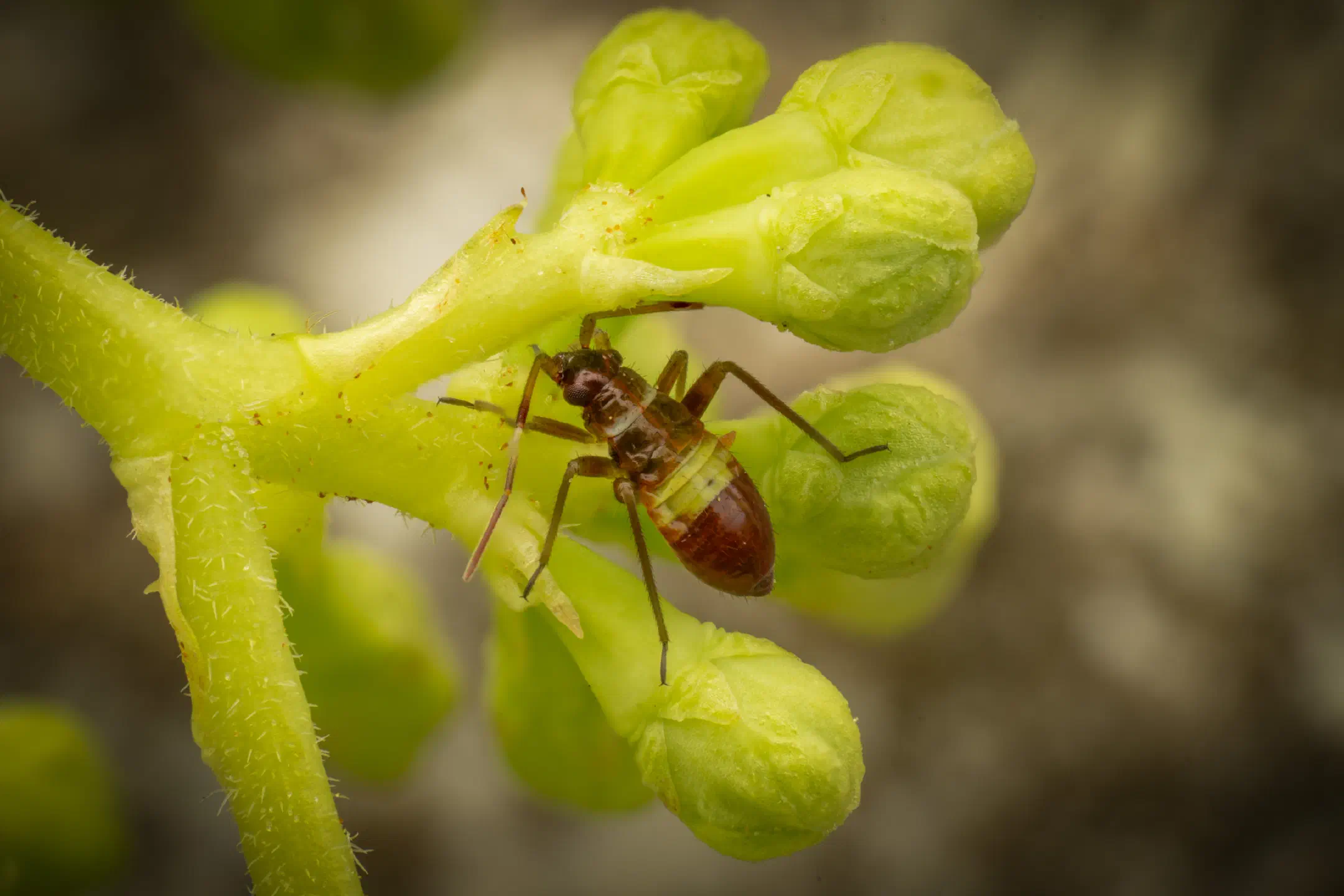 Closterotomus biclavatus | Closterotomus biclavatus
