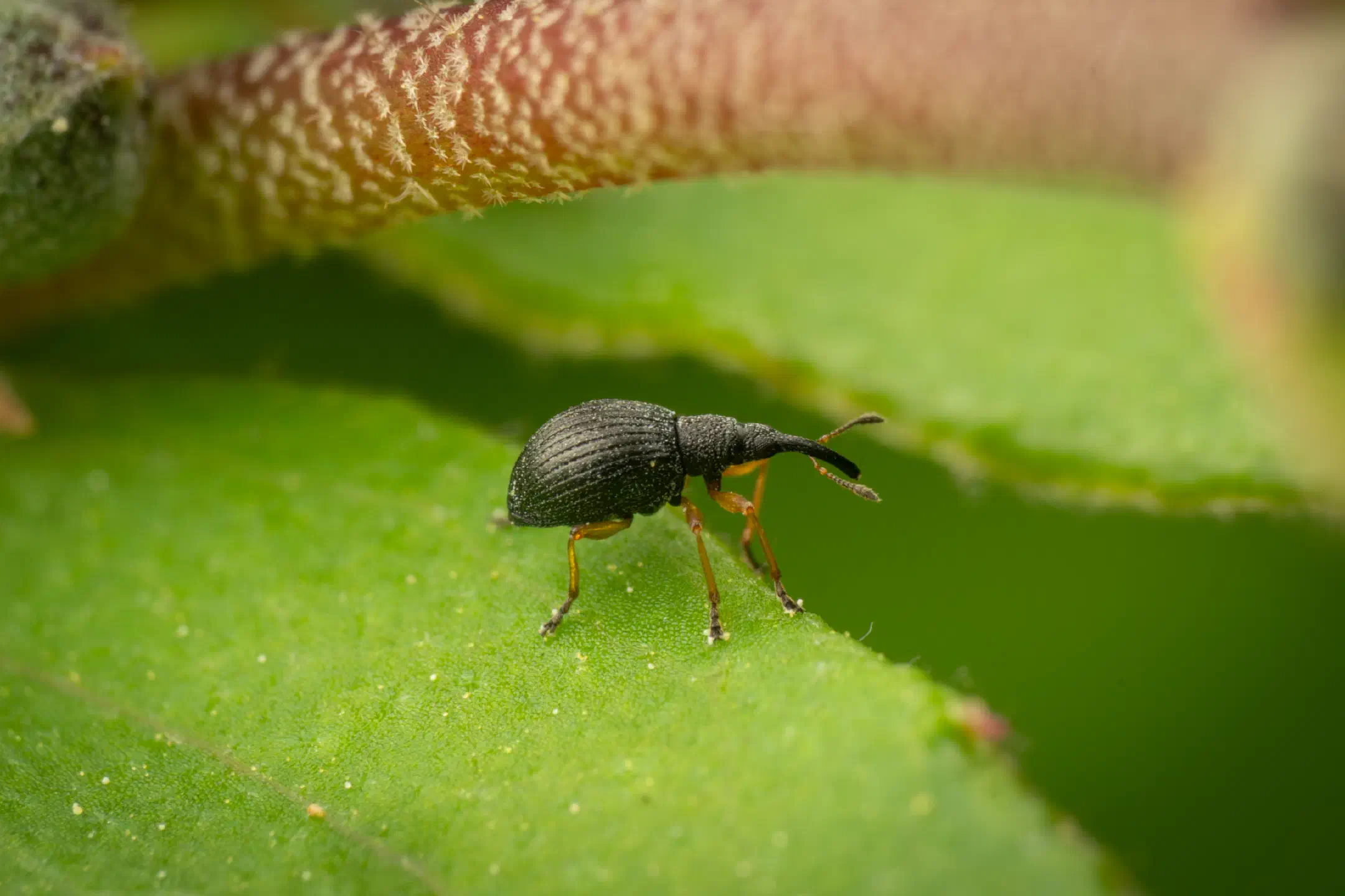 Protapion fulvipes | Protapion fulvipes