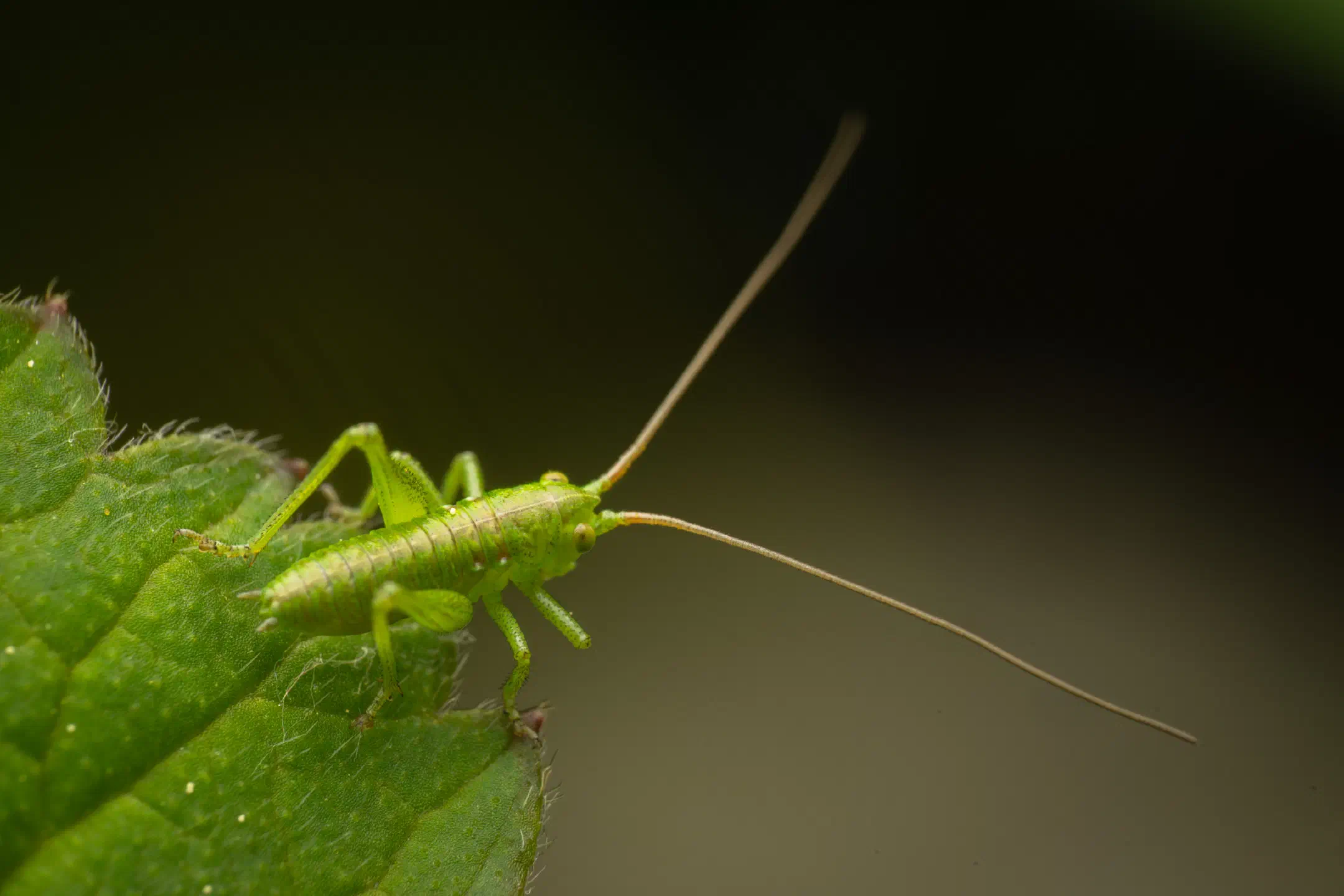 Tettigonia | Tettigonia