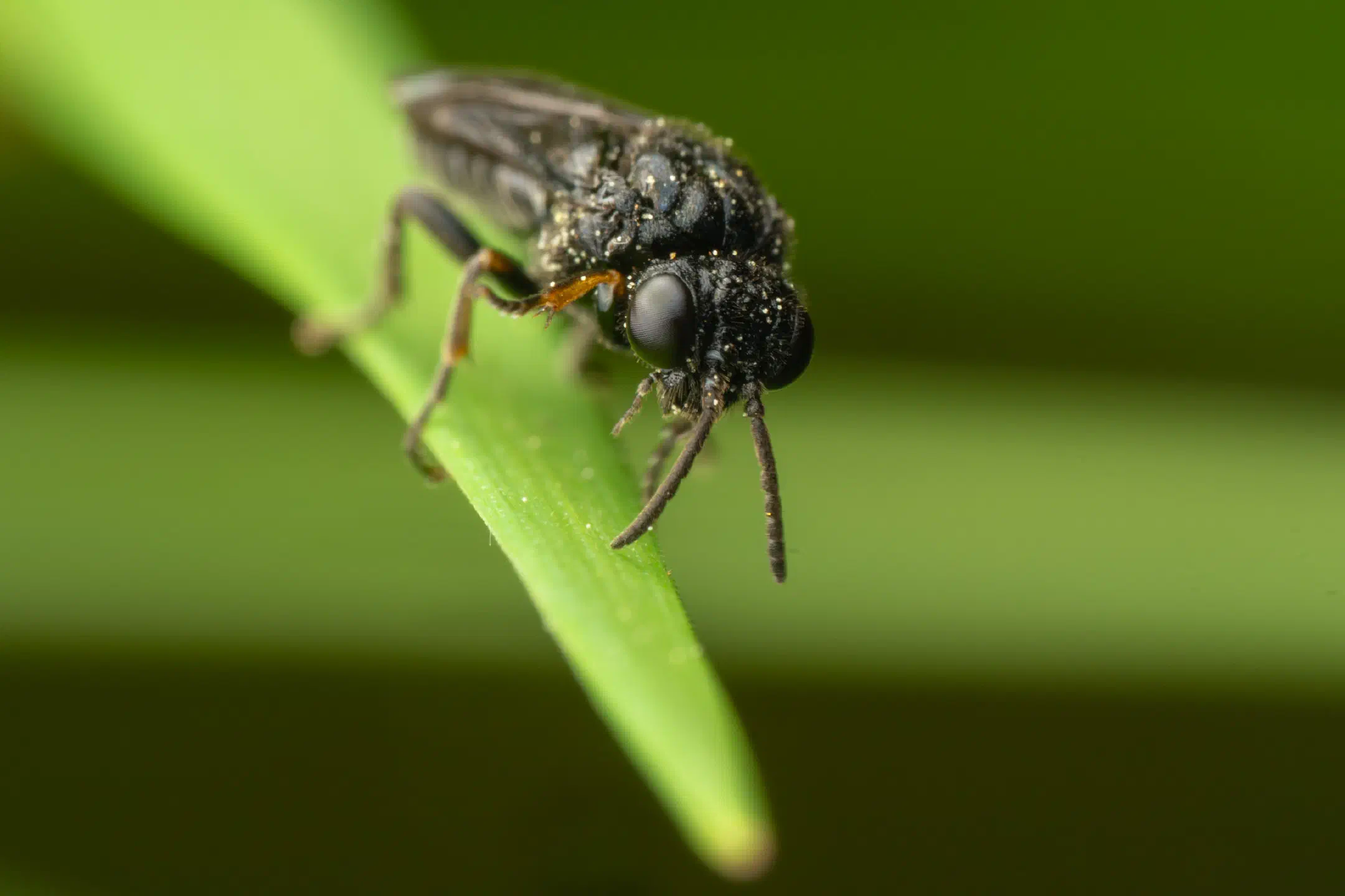 Cherry Slug Sawfly | Cherry Slug Sawfly