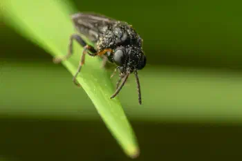 Cherry Slug Sawfly