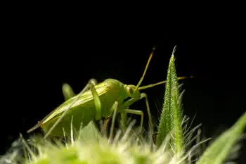 Common Green Capsid