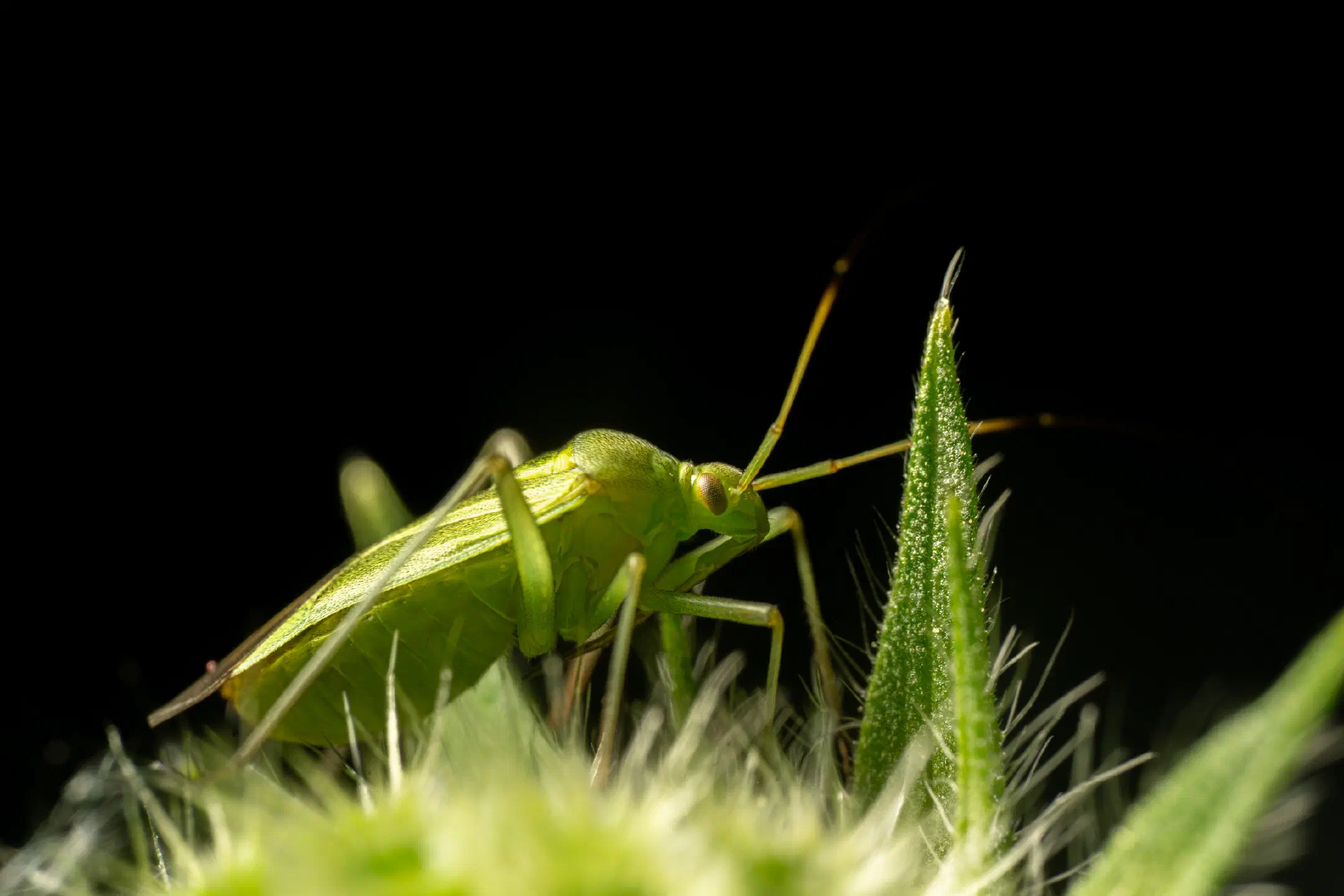 Common Green Capsid | Common Green Capsid